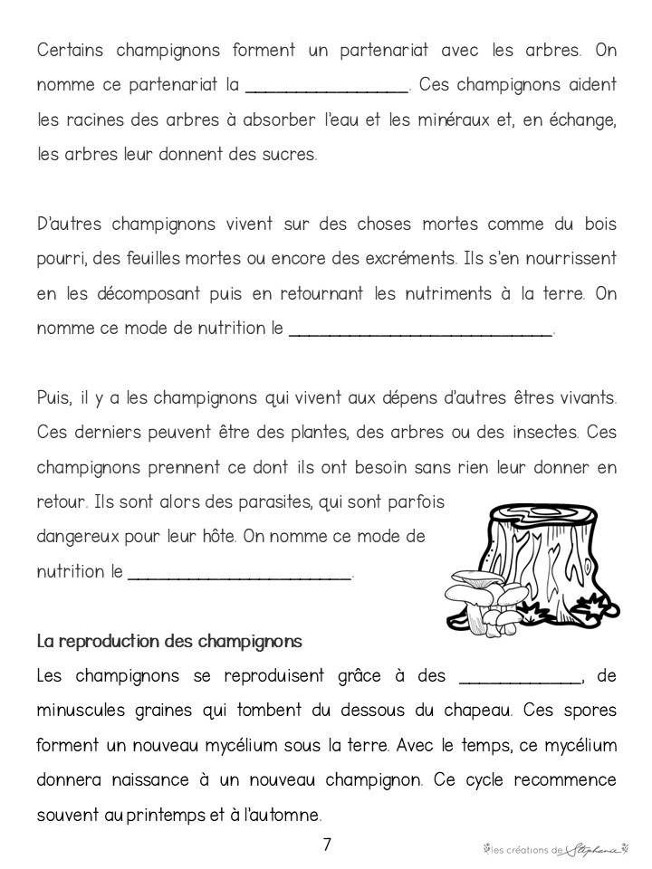 Les champignons – Image 3