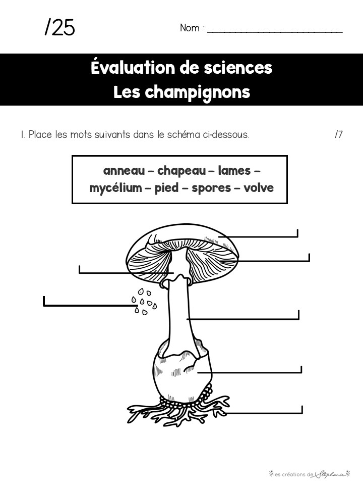 Les champignons – Image 4